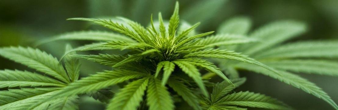 wccannabis